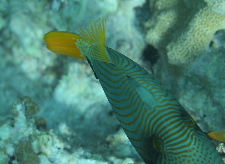 Picture 39 for Activity Zanzibar: 3-Day PADI Open Water Scuba Dive Course