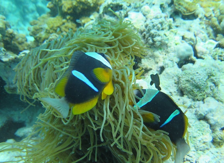 Picture 40 for Activity Zanzibar: 3-Day PADI Open Water Scuba Dive Course