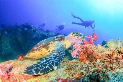 bali safari park gianyar Bali: Padangbai Blue Lagoon Beginner's Dive Experience