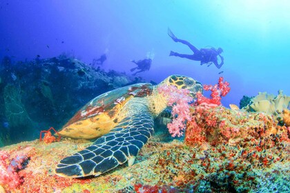 Bali : Expérience de plongée pour débutants au lagon bleu de Padangbai