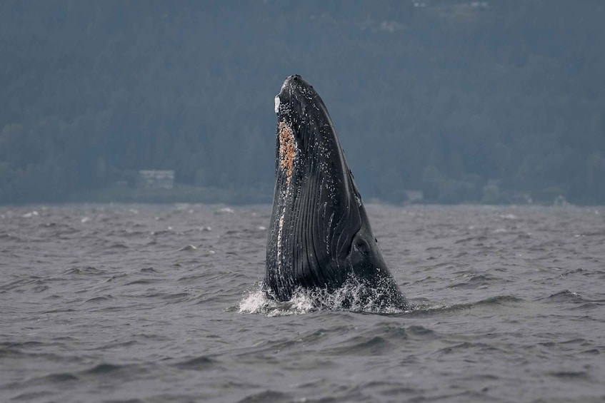 Picture 4 for Activity Nanaimo: Whale Watching Open Boat Tour