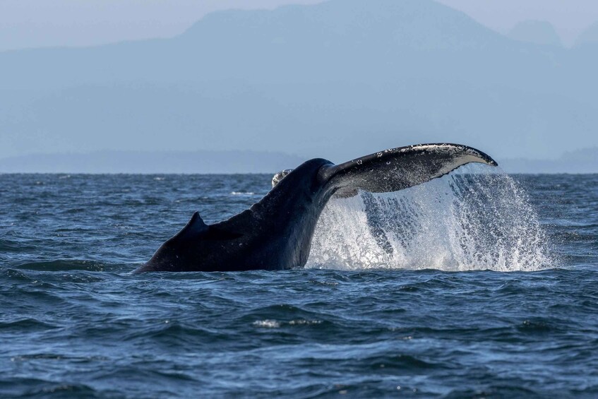 Picture 2 for Activity Nanaimo: Whale Watching Open Boat Tour