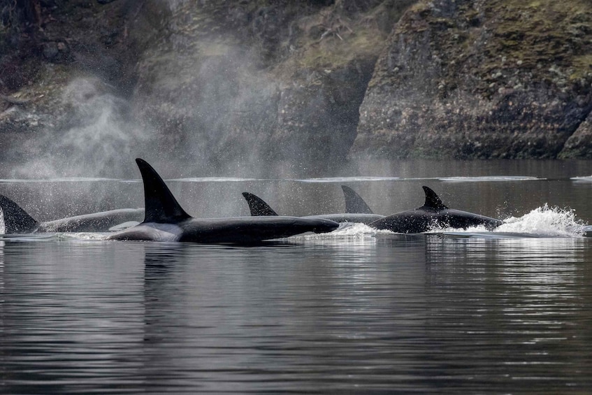 Picture 1 for Activity Nanaimo: Whale Watching Open Boat Tour