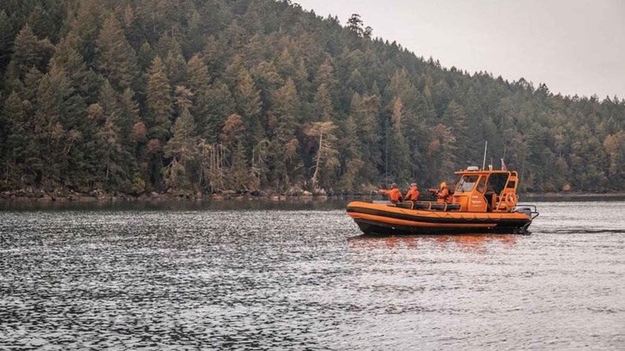 Nanaimo: Whale Watching Open Boat Tour