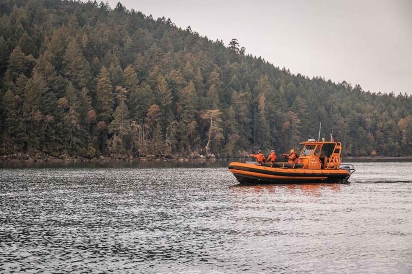 Nanaimo: Whale Watching Open Boat Tour