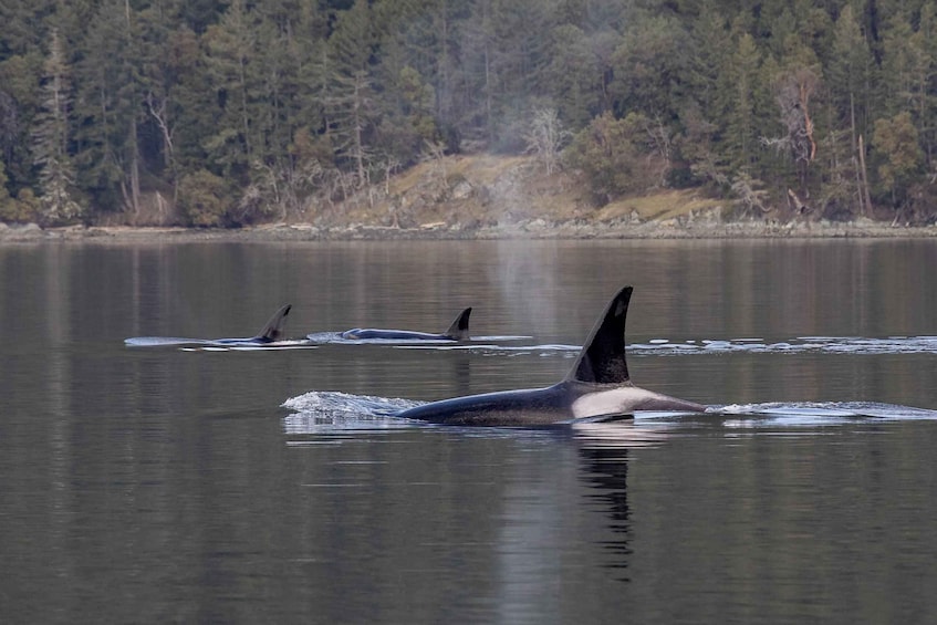 Picture 7 for Activity Nanaimo: Whale Watching Open Boat Tour