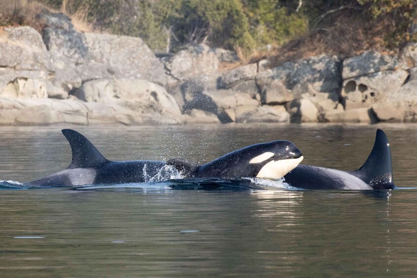 Picture 6 for Activity Nanaimo: Whale Watching Open Boat Tour