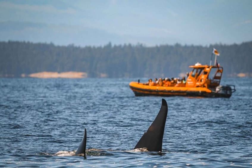 Picture 5 for Activity Nanaimo: Whale Watching Open Boat Tour