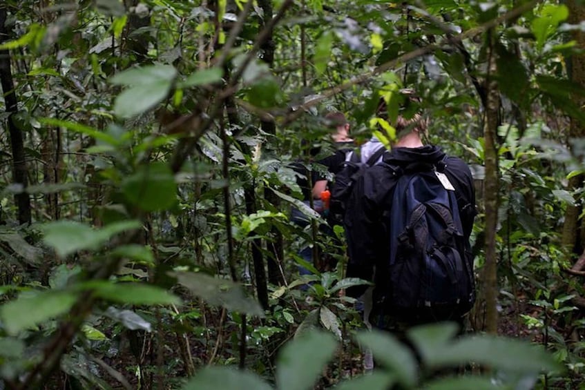 Picture 5 for Activity Queen Elizabeth National Park 2-Day Chimpanzee Trekking Tour