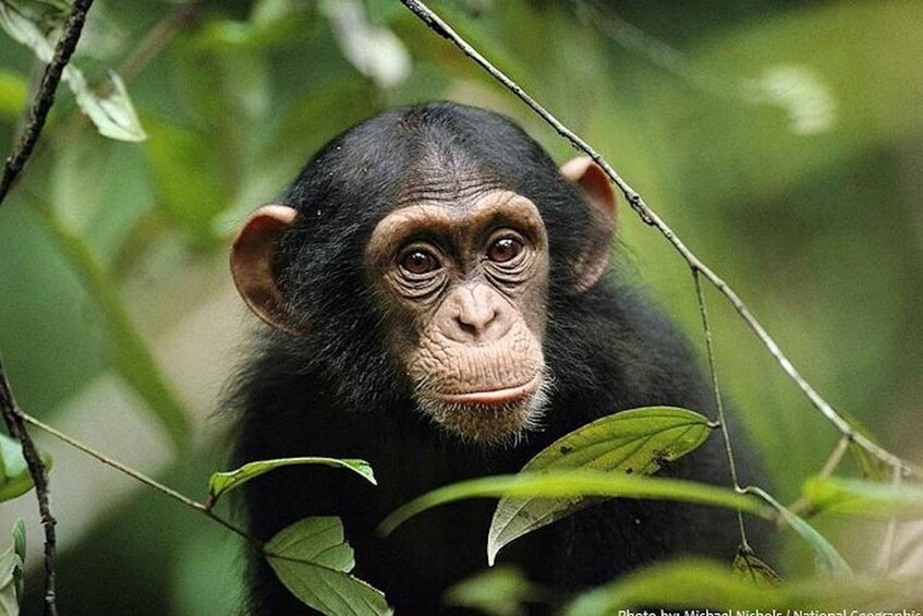 Picture 1 for Activity Queen Elizabeth National Park 2-Day Chimpanzee Trekking Tour