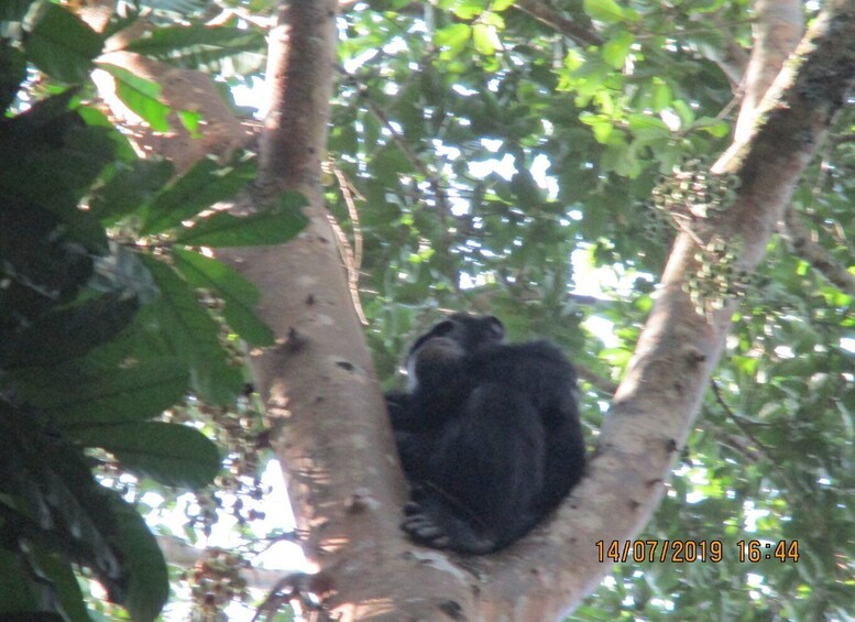 Picture 6 for Activity Queen Elizabeth National Park 2-Day Chimpanzee Trekking Tour