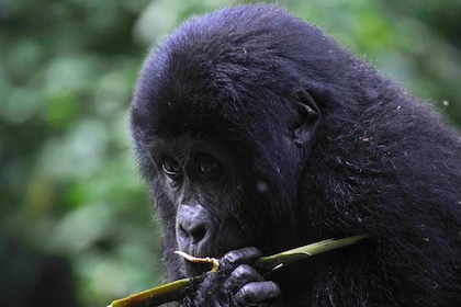 From Kigali: 8-Day Gorillas, Chimps, Big 5 & Big Cats Safari
