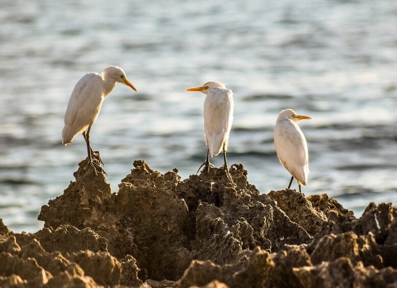 Picture 4 for Activity Paphos: Coral Bay and St George's Cruise with Lunch & Pickup