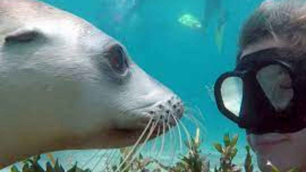 Islas Palomino - Swimming with Sea Lions