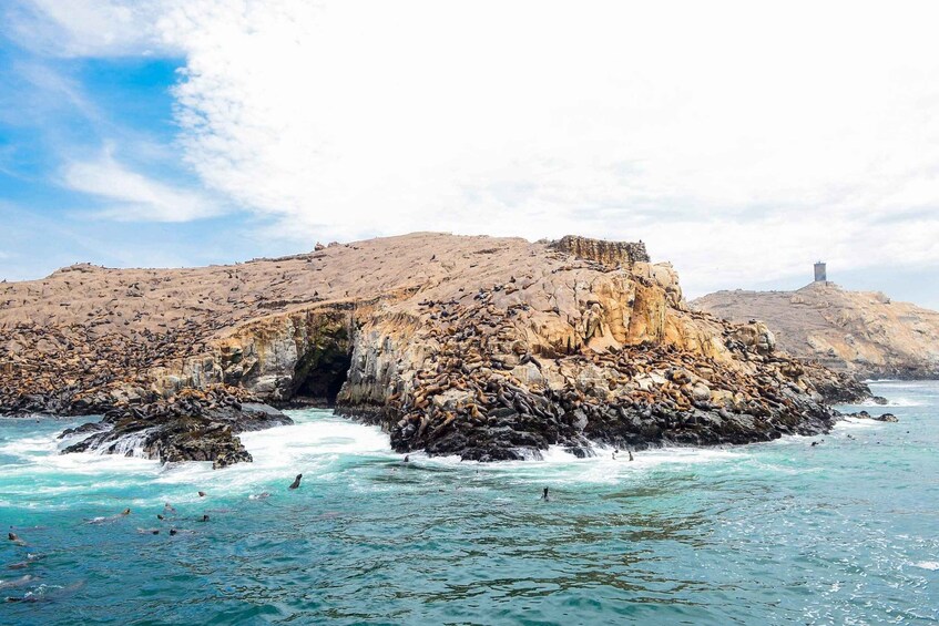 Picture 4 for Activity Islas Palomino - Swimming with Sea Lions