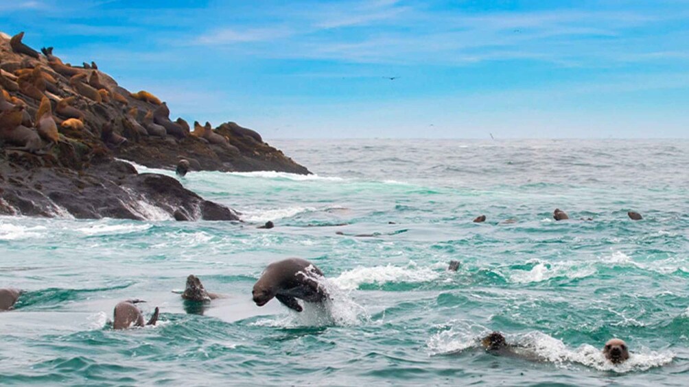 Picture 2 for Activity Islas Palomino - Swimming with Sea Lions