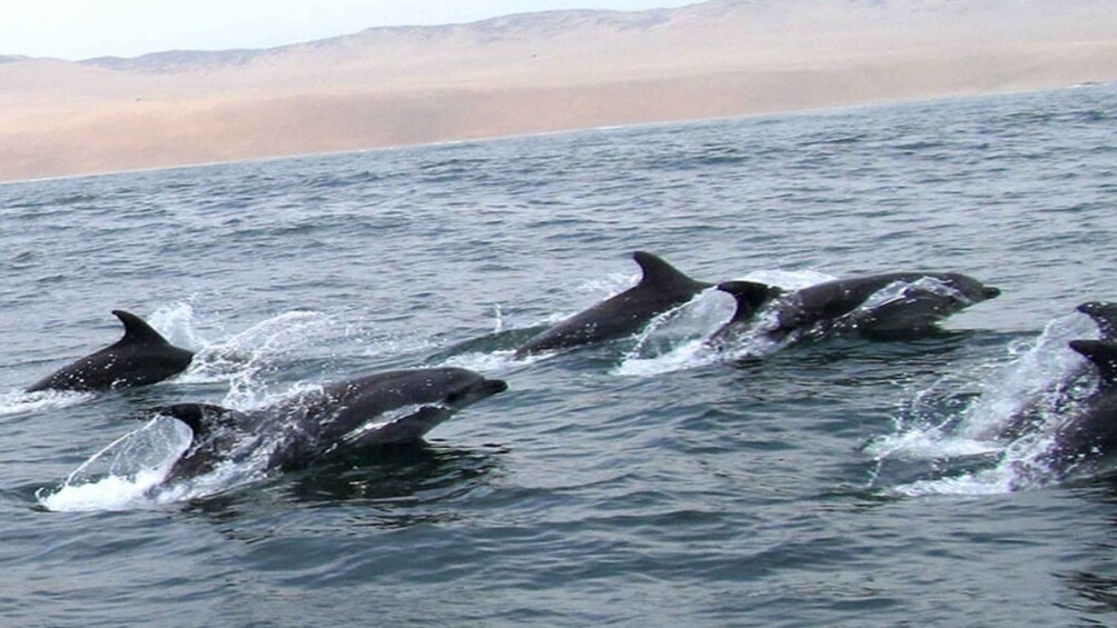 Picture 3 for Activity Islas Palomino - Swimming with Sea Lions