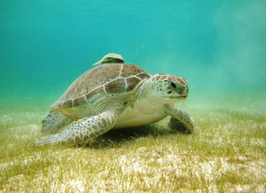 Bahía de Akumal: cenotes y esnórquel con tortugas