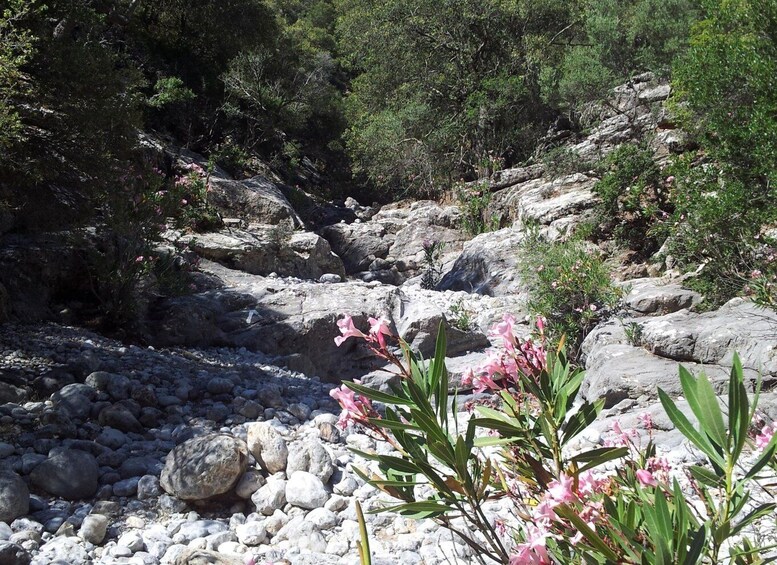 Picture 6 for Activity Richtis Waterfall and North Coast Tour