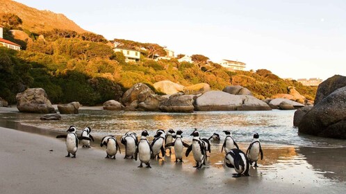 From CapeTown:Full Day Tour to Cape of Good Hope&Cape Point