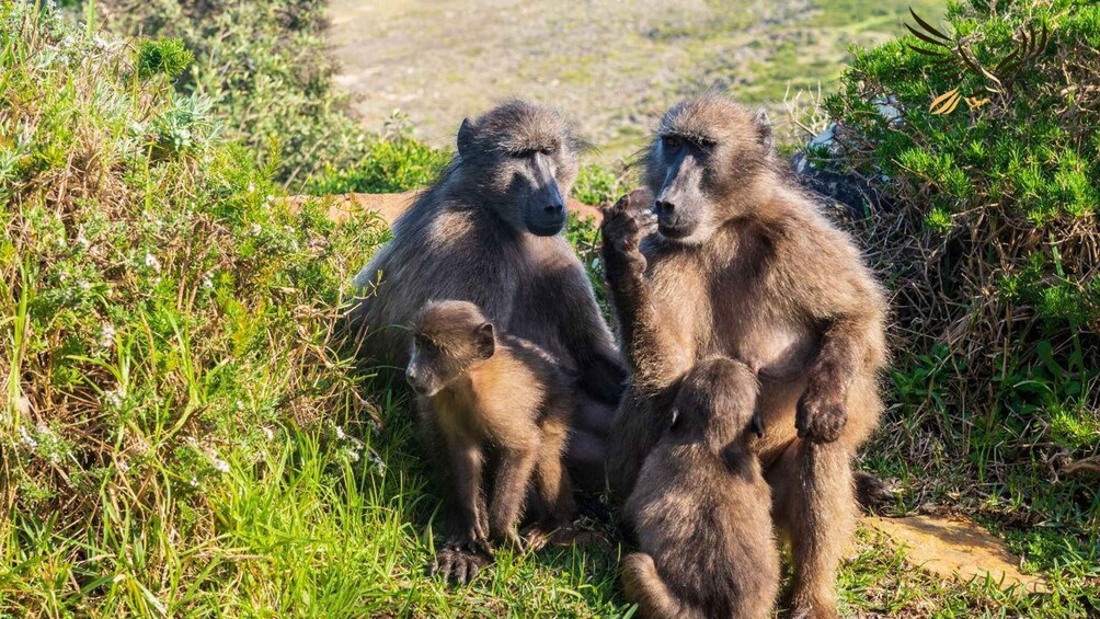 Picture 4 for Activity Cape Town:Shared Guided Group Tour to Cape Point&Penguins