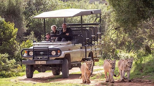 2 Day Small Group Cape Town: Garden Route Big 5 Safari Tour