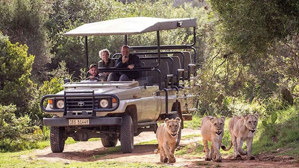 2 Day Small Group Cape Town: Garden Route Big 5 Safari Tour