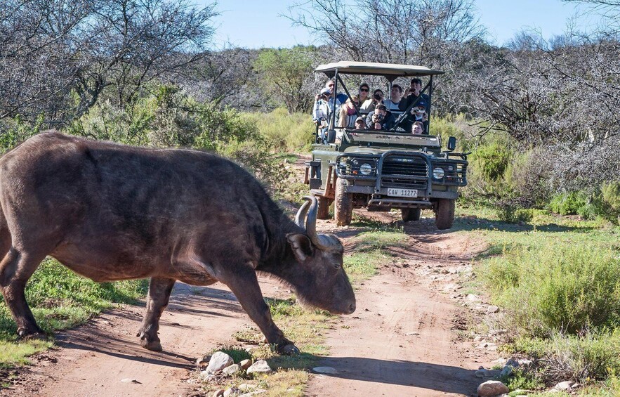 Picture 3 for Activity 2 Day Small Group Cape Town: Garden Route Big 5 Safari Tour