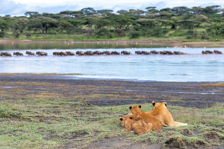 Picture 13 for Activity Arusha : 14 Day Safari Northern Circuit Roundtrip Complete