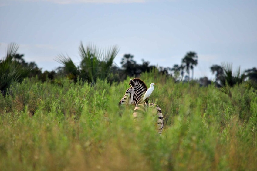 Picture 8 for Activity Arusha : 14 Day Safari Northern Circuit Roundtrip Complete