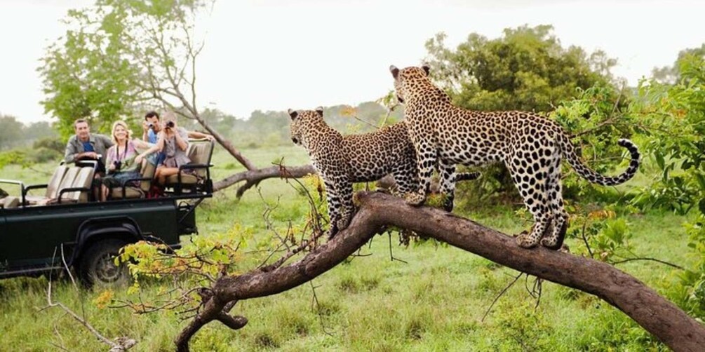 Picture 1 for Activity Yala National Park: Half Day Safari from Hambantota Harbor