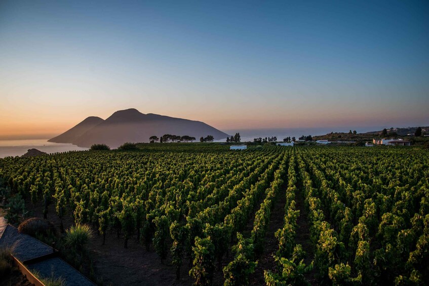 Picture 6 for Activity LIPARI: SUNSET WINE TASTING