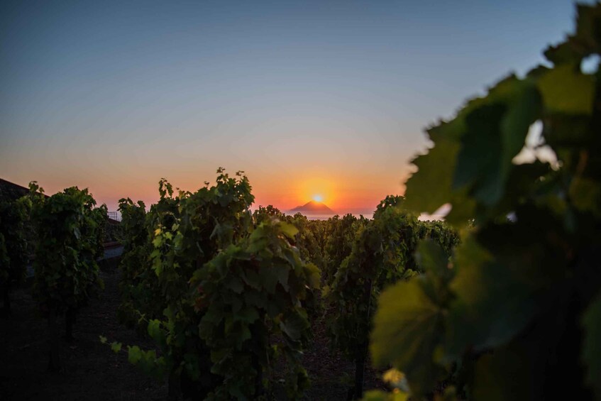 Picture 3 for Activity LIPARI: SUNSET WINE TASTING