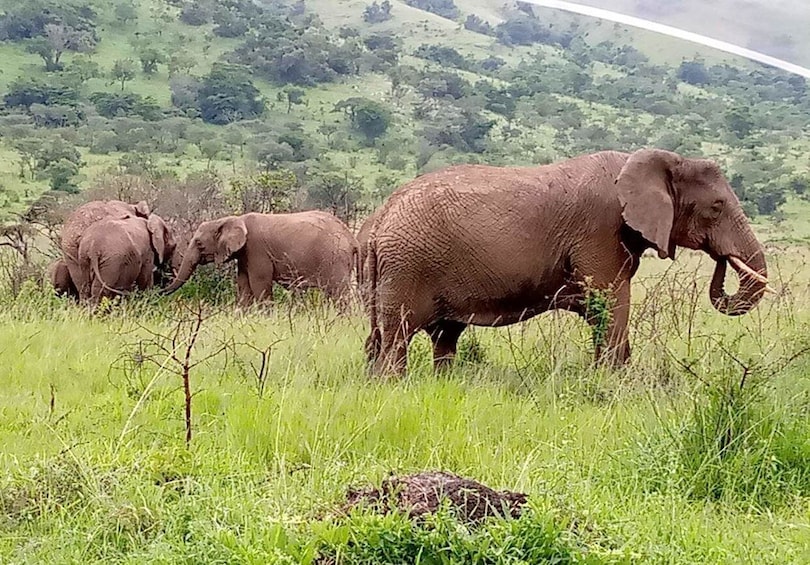 Picture 6 for Activity Rwanda: 6-Day Gorilla and Golden Monkey Tracking, Big 5 Tour