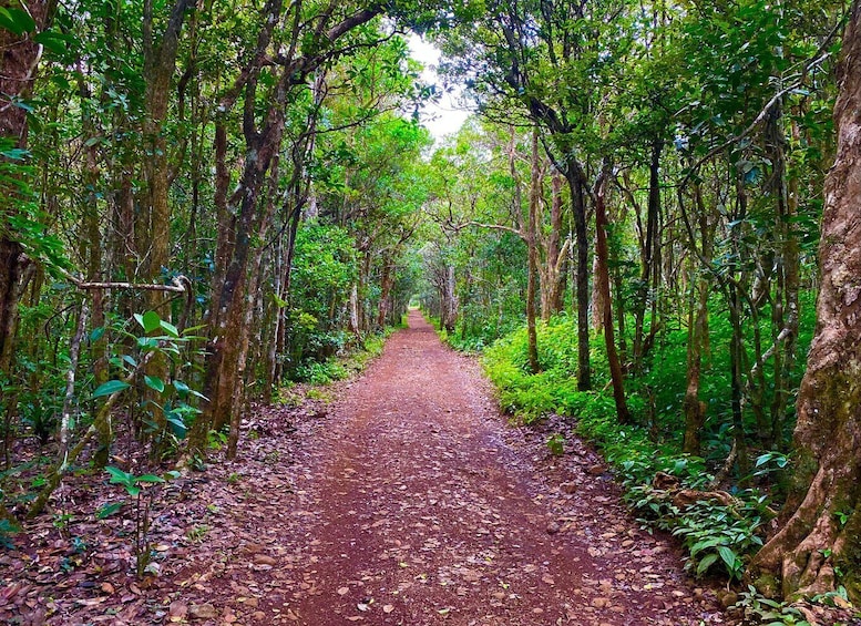 Picture 8 for Activity Black River Gorges National Park: Eco Adventure Day Tour