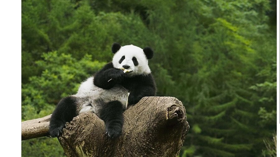Half-day Tour of Chengdu panda base