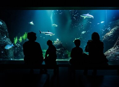 Gothenburg: Universeum Entry Ticket