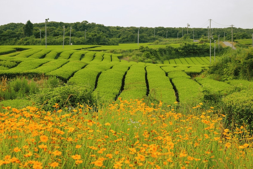 Picture 10 for Activity Jeju Island: Southern UNESCO Spots Day Tour