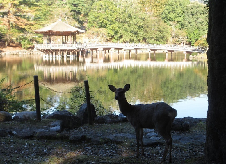 Picture 7 for Activity Nara: Budda gigante, cervi liberi nel parco (guida italiana)