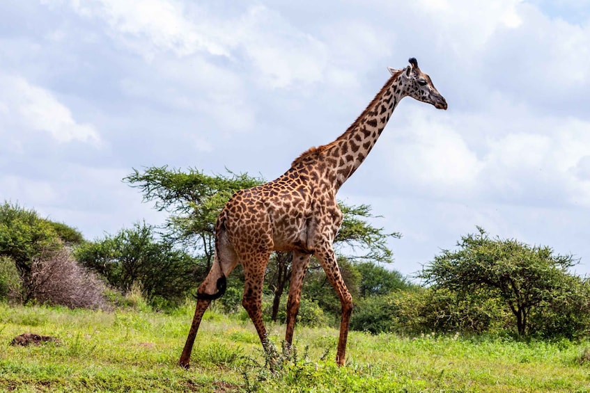 Picture 7 for Activity Nairobi: Day Tour to Amboseli National Park & Maasai Village