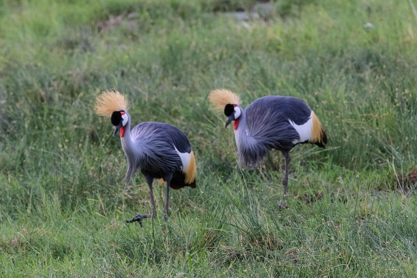 Picture 10 for Activity Nairobi: Day Tour to Amboseli National Park & Maasai Village