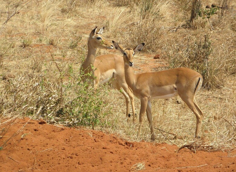 Picture 15 for Activity Nairobi: Day Tour to Amboseli National Park & Maasai Village