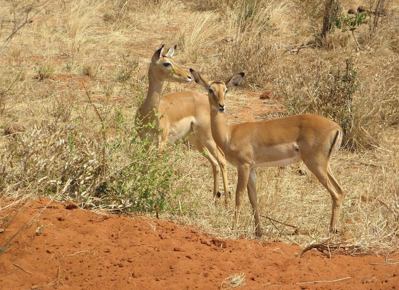 Picture 15 for Activity Nairobi: Day Tour to Amboseli National Park & Maasai Village