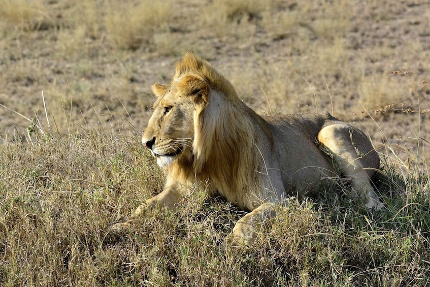 Picture 1 for Activity Nairobi: Day Tour to Amboseli National Park & Maasai Village