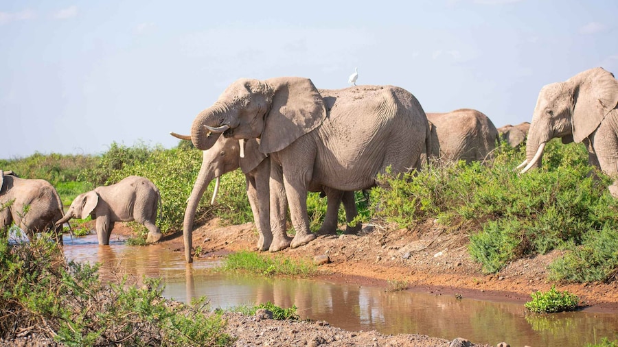 Nairobi: Day Tour to Amboseli National Park & Maasai Village