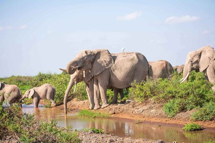 Nairobi: Tagestour zum Amboseli-Nationalpark und Maasai-Dorf