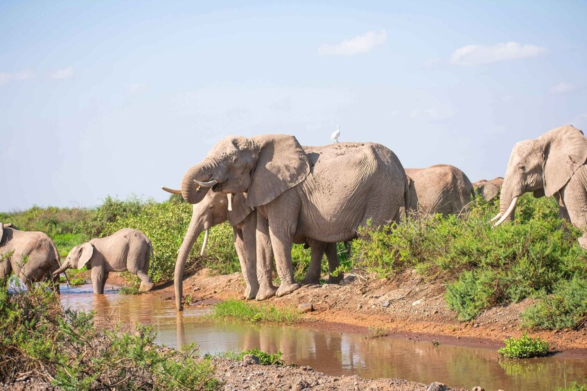 Nairobi: Day Tour to Amboseli National Park & Maasai Village