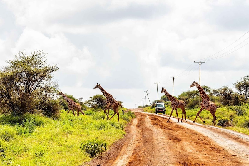 Picture 9 for Activity Nairobi: Day Tour to Amboseli National Park & Maasai Village