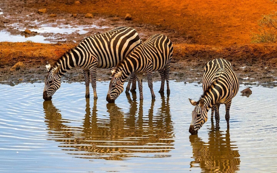 Picture 6 for Activity Day Tour to Amboseli National Park and Maasai Village