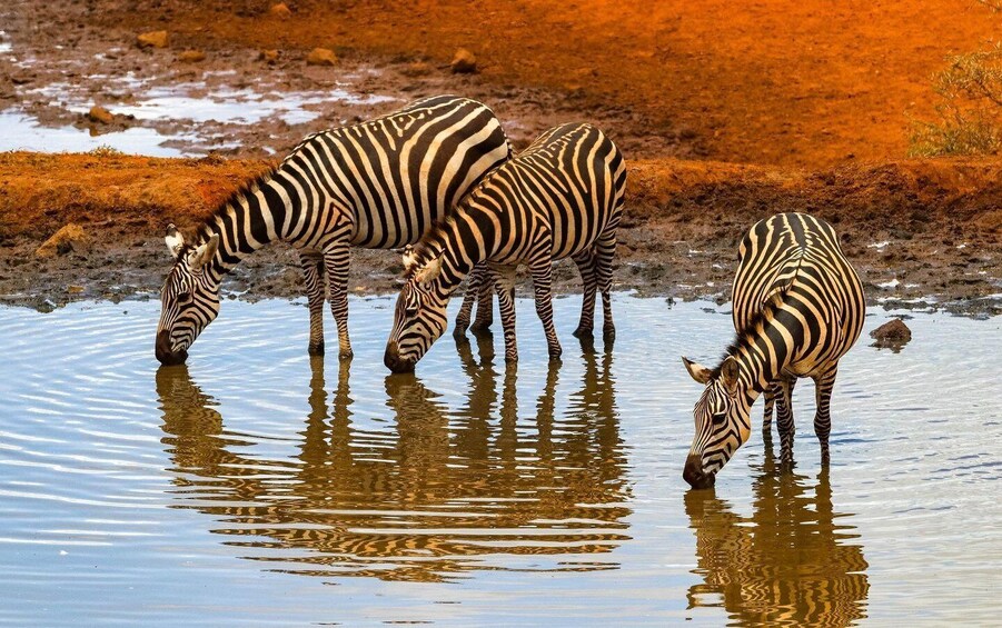 Picture 6 for Activity Day Tour to Amboseli National Park and Maasai Village